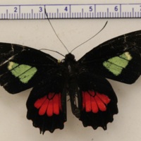 Parides eurimedes mylotes