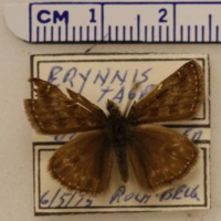 Erynnis tages