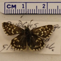 Pyrgus malvae