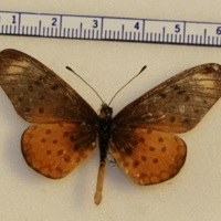 Acraea sp.