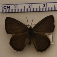 Neozephyrus quercus