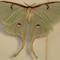 Actias luna