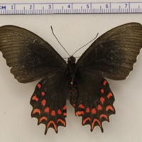 Parides photinus