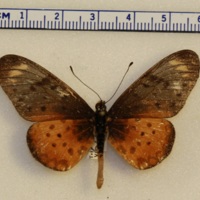 Acraea sp.