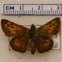 Ochlodes sylvanus