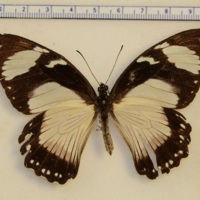 Papilio dardanus