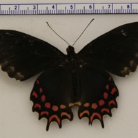 Parides photinus