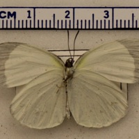 Eurema albula