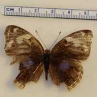 Junonia oenone