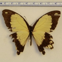 Papilio dardanus