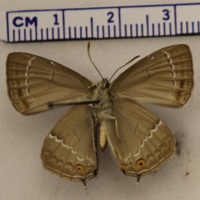 Neozephyrus quercus