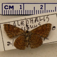 Calephelis exigua