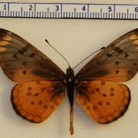 Acraea sp.