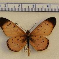 Acraea sp.