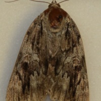 Unknown Underwing