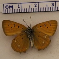 Lycaena virgaureae