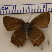 Satyrium ilicis