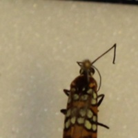 http://insects.davidson.edu/virtualinsects/files/original/IMG_1025.JPG