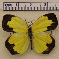 Eurema arbela boisduvaliana