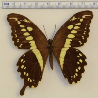 Papilio constantinus