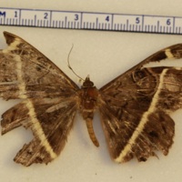 Cyligramma latona