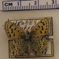 Lycaena tityrus