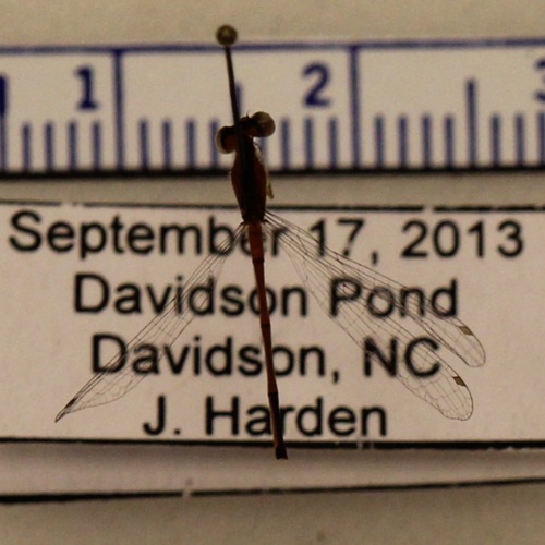 http://insects.davidson.edu/virtualinsects/files/original/IMG_9448.JPG