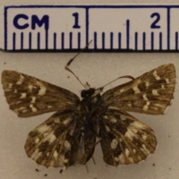 Pyrgus malvae