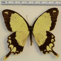 Papilio dardanus