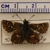 Spialia sertorius