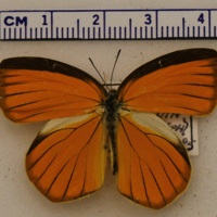 Pyrisitia proterpia