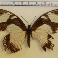 Papilio dardanus