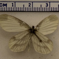 Leptidea sinapis