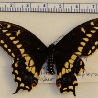 Papilio polyxenes