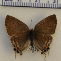 Hypolycaena philippus