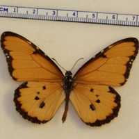 Danaus chrysippus