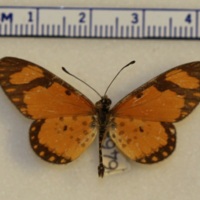 Acraea sp.