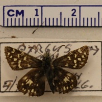 Pyrgus malvae