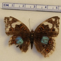 Junonia oenone