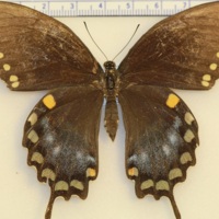 http://insects.davidson.edu/virtualinsects/files/original/IMG_417.JPG