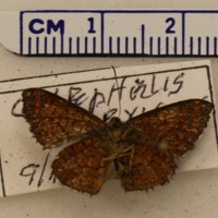 Calephelis exigua