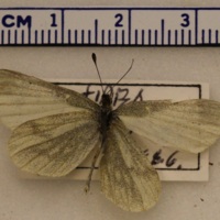 Leptidea sinapis