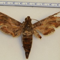 http://insects.davidson.edu/virtualinsects/files/original/IMG_1016.JPG