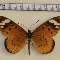 Acraea encedon