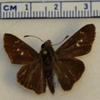 Unknown Skipper