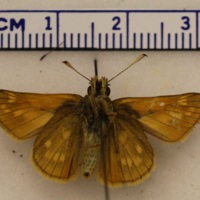 Ochlodes sylvanus