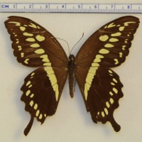 Papilio constantinus