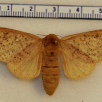 Anisota sp.