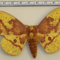 Eacles imperialis