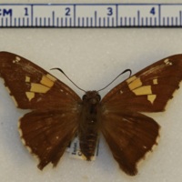 Epargyreus clarus